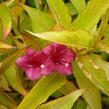 Vajgélie 'Briant Rubidor' - Weigela 'Briant Rubidor'