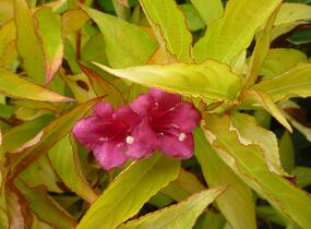 Vajgélie květnatá 'Briant Rubidor' - Weigela florida 'Briant Rubidor'