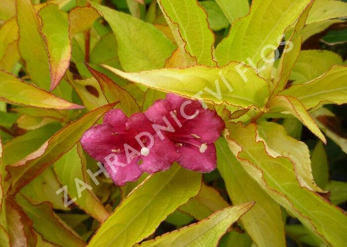 Vajgélie 'Briant Rubidor' - Weigela 'Briant Rubidor'