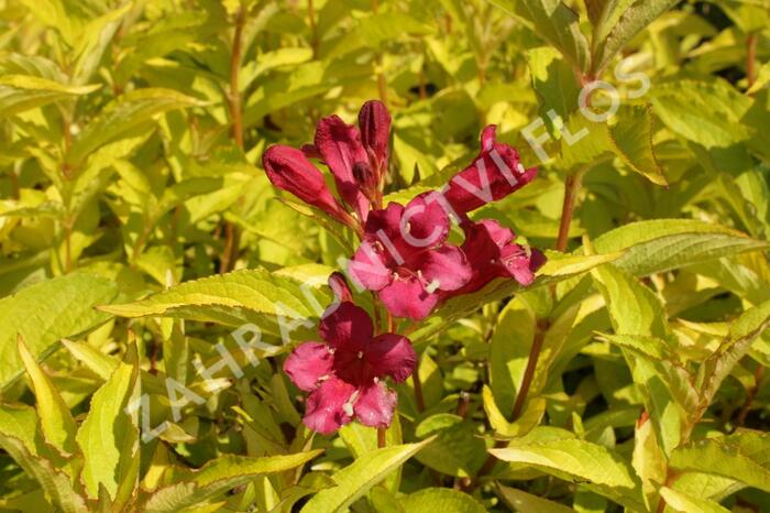 Vajgélie květnatá 'Briant Rubidor' - Weigela florida 'Briant Rubidor'
