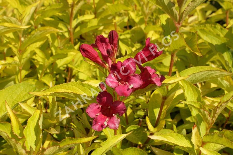 Vajgélie květnatá 'Briant Rubidor' - Weigela florida 'Briant Rubidor'