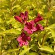Vajgélie květnatá 'Briant Rubidor' - Weigela florida 'Briant Rubidor'