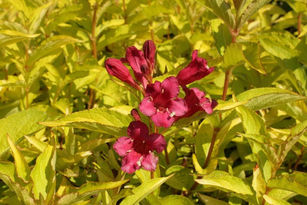 Vajgélie květnatá 'Briant Rubidor' - Weigela florida 'Briant Rubidor'