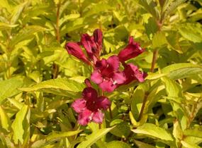 Vajgélie květnatá 'Briant Rubidor' - Weigela florida 'Briant Rubidor'