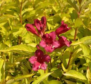 Vajgélie 'Briant Rubidor' - Weigela 'Briant Rubidor'