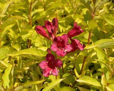 Vajgélie květnatá 'Briant Rubidor'