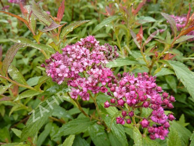 Tavolník japonský 'Dart's Red' - Spiraea japonica 'Dart's Red'