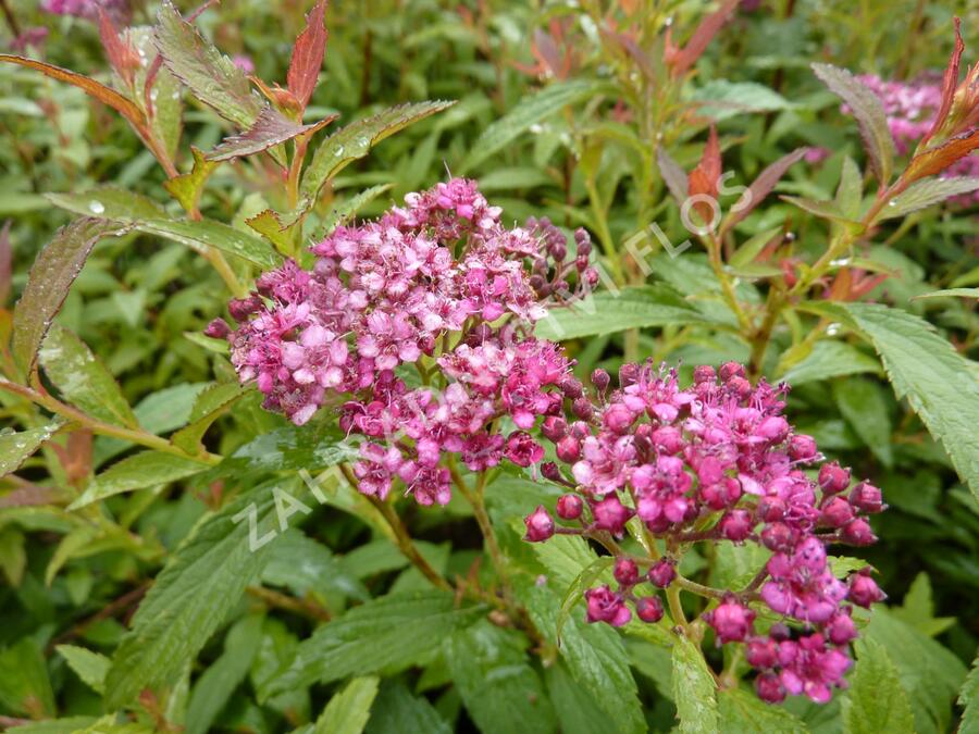 Tavolník japonský 'Dart's Red' - Spiraea japonica 'Dart's Red'