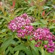 Tavolník japonský 'Dart's Red' - Spiraea japonica 'Dart's Red'