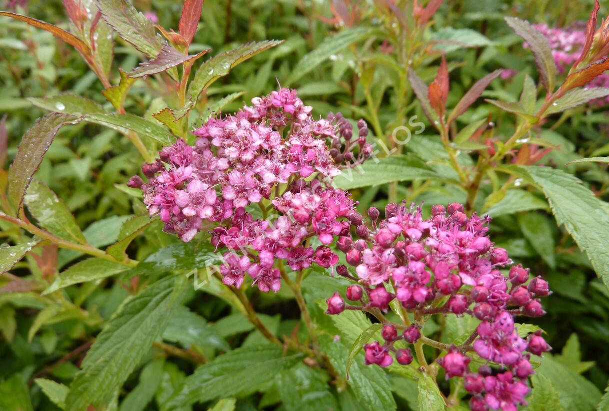 Tavolník japonský 'Dart's Red' - Spiraea japonica 'Dart's Red'