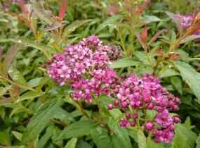 Tavolník japonský 'Dart's Red' - Spiraea japonica 'Dart's Red'
