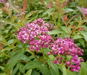 Tavolník japonský 'Dart's Red' - Spiraea japonica 'Dart's Red'