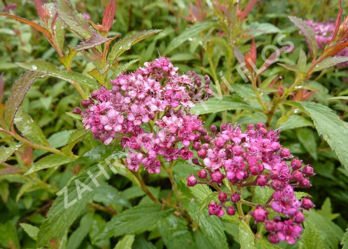 Tavolník japonský 'Dart's Red' - Spiraea japonica 'Dart's Red'