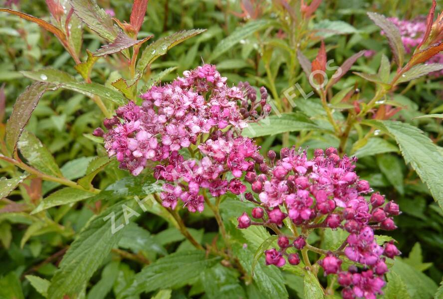 Tavolník japonský 'Dart's Red' - Spiraea japonica 'Dart's Red'