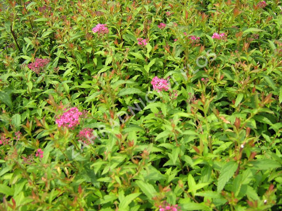 Tavolník japonský 'Dart's Red' - Spiraea japonica 'Dart's Red'