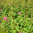 Tavolník japonský 'Dart's Red' - Spiraea japonica 'Dart's Red'