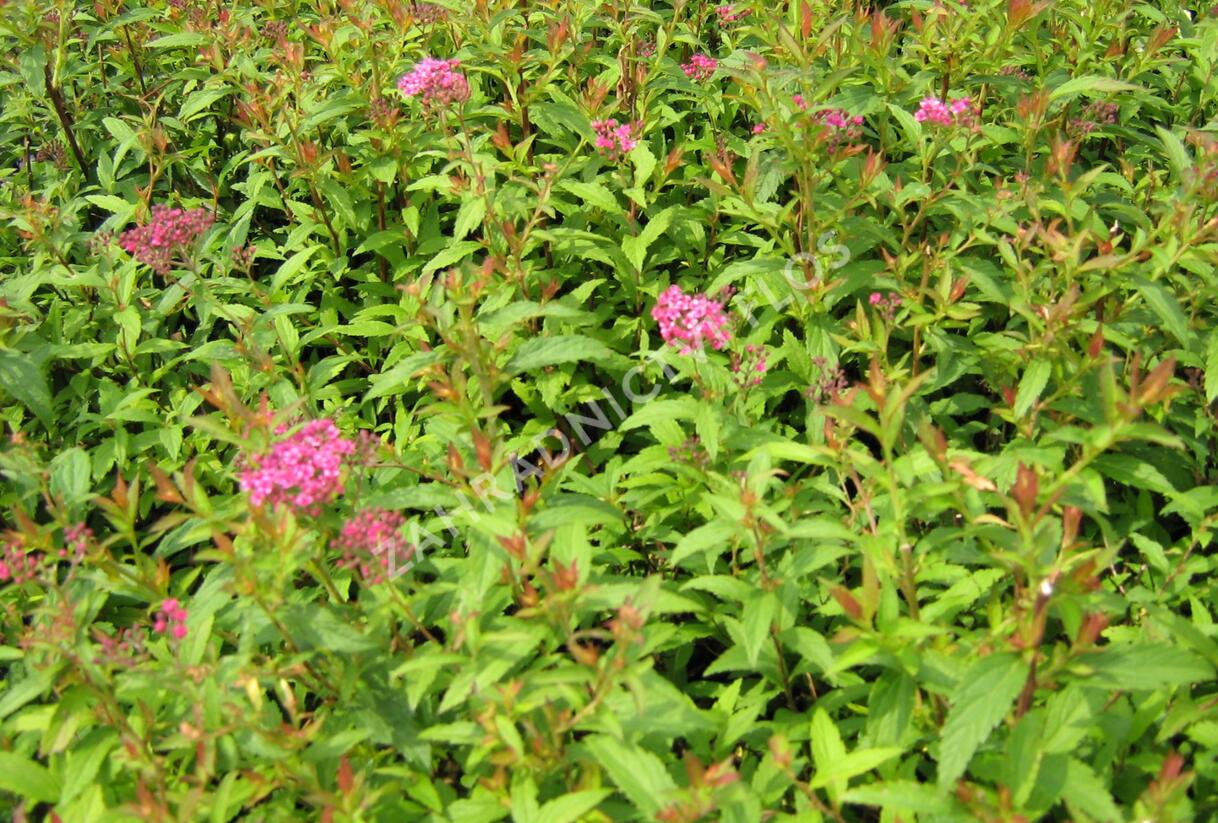 Tavolník japonský 'Dart's Red' - Spiraea japonica 'Dart's Red'