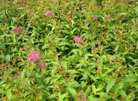 Tavolník japonský 'Dart's Red' - Spiraea japonica 'Dart's Red'