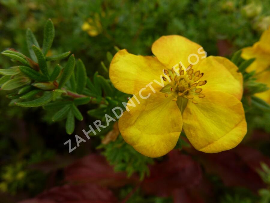 Mochna křovitá 'Annette' - Potentilla fruticosa 'Annette'