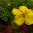 Mochna křovitá 'Annette' - Potentilla fruticosa 'Annette'