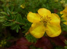 Mochna křovitá 'Annette' - Potentilla fruticosa 'Annette'