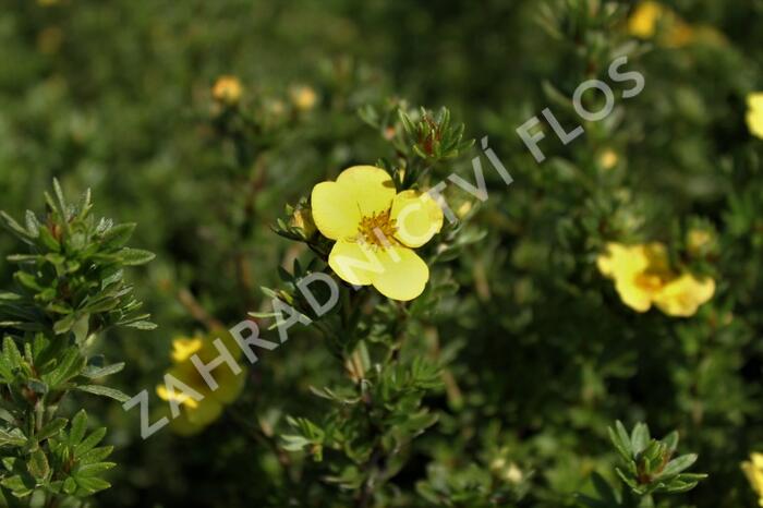 Mochna křovitá 'Annette' - Potentilla fruticosa 'Annette'