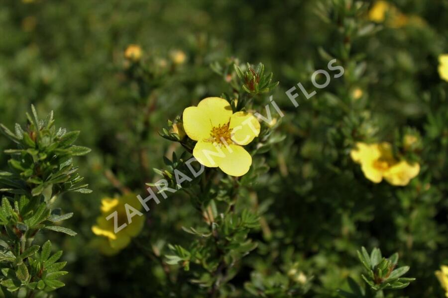 Mochna křovitá 'Annette' - Potentilla fruticosa 'Annette'