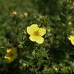 Mochna křovitá 'Annette' - Potentilla fruticosa 'Annette'