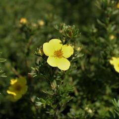 Mochna křovitá 'Annette' - Potentilla fruticosa 'Annette'