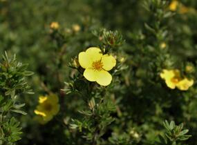 Mochna křovitá 'Annette' - Potentilla fruticosa 'Annette'