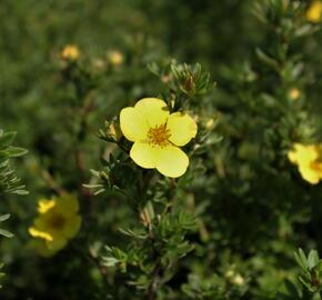 Mochna křovitá 'Annette' - Potentilla fruticosa 'Annette'