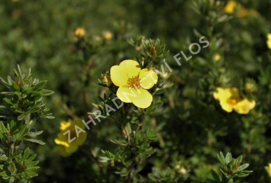 Mochna křovitá 'Annette' - Potentilla fruticosa 'Annette'