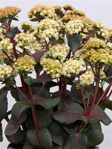 Rozchodník 'Eline' - Sedum 'Eline'