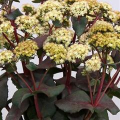 Rozchodník 'Eline' - Sedum 'Eline'