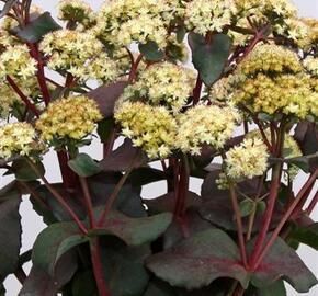 Rozchodník 'Eline' - Sedum 'Eline'