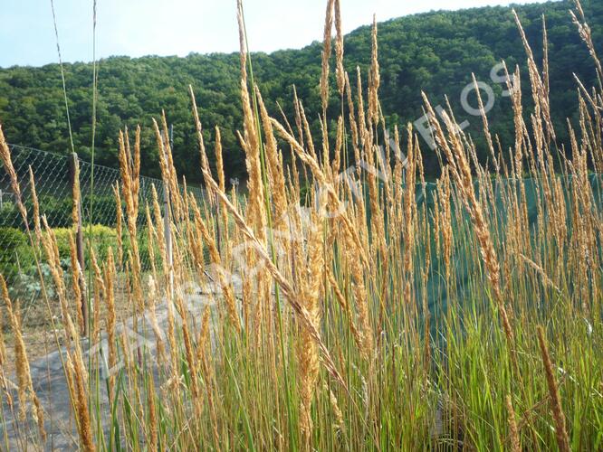 Třtina ostrokvětá 'Karl Foerster' - Calamagrostis acutiflora 'Karl Foerster'