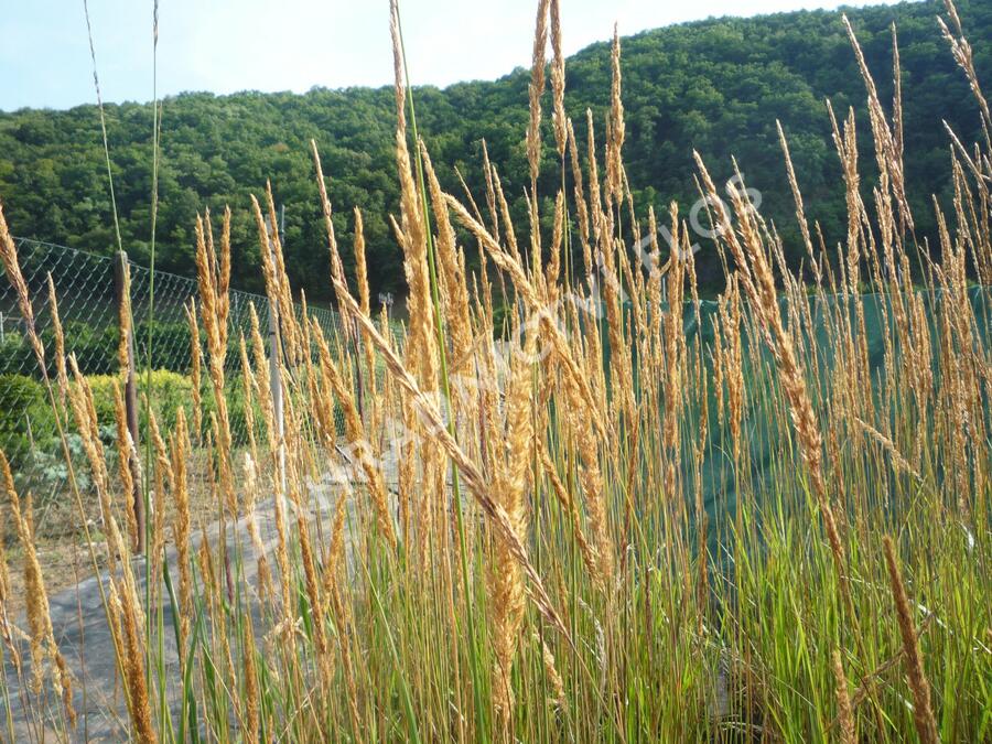 Třtina ostrokvětá 'Karl Foerster' - Calamagrostis acutiflora 'Karl Foerster'