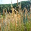 Třtina ostrokvětá 'Karl Foerster' - Calamagrostis acutiflora 'Karl Foerster'