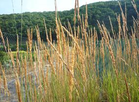 Třtina ostrokvětá 'Karl Foerster' - Calamagrostis acutiflora 'Karl Foerster'