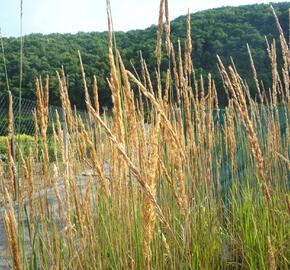 Třtina ostrokvětá 'Karl Foerster' - Calamagrostis acutiflora 'Karl Foerster'