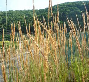 Třtina ostrokvětá 'Karl Foerster' - Calamagrostis acutiflora 'Karl Foerster'