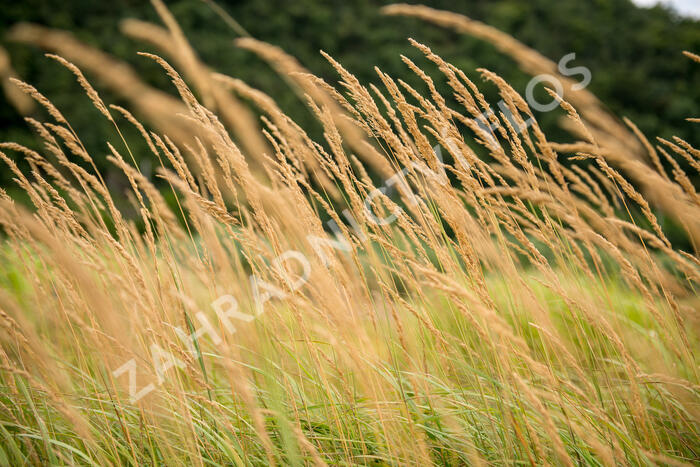Třtina ostrokvětá 'Karl Foerster' - Calamagrostis acutiflora 'Karl Foerster'