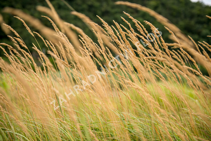 Třtina ostrokvětá 'Karl Foerster' - Calamagrostis acutiflora 'Karl Foerster'