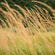 Třtina ostrokvětá 'Karl Foerster' - Calamagrostis acutiflora 'Karl Foerster'