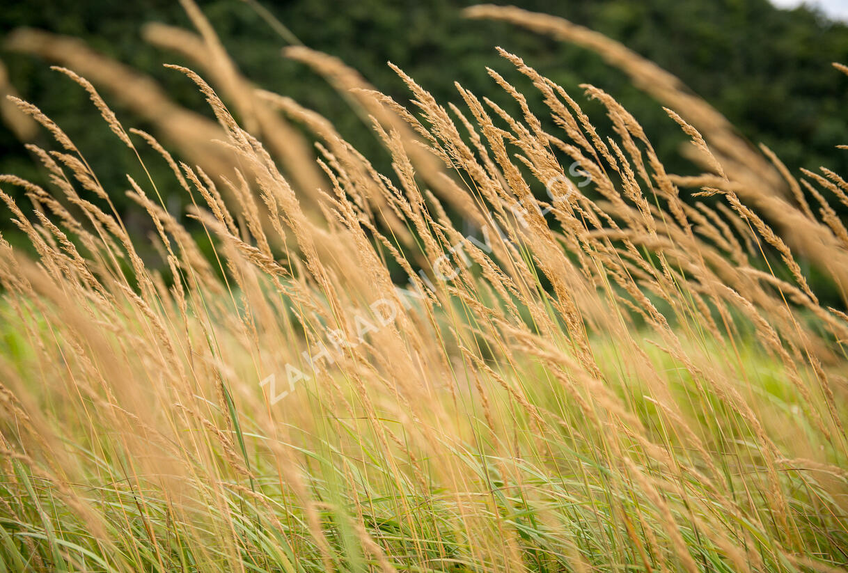 Třtina ostrokvětá 'Karl Foerster' - Calamagrostis acutiflora 'Karl Foerster'