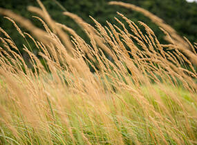Třtina ostrokvětá 'Karl Foerster' - Calamagrostis acutiflora 'Karl Foerster'