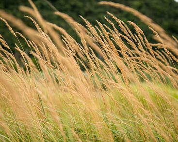 Třtina ostrokvětá 'Karl Foerster'