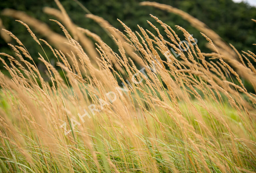 Třtina ostrokvětá 'Karl Foerster' - Calamagrostis acutiflora 'Karl Foerster'