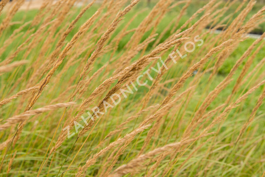 Třtina ostrokvětá 'Karl Foerster' - Calamagrostis acutiflora 'Karl Foerster'