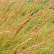Třtina ostrokvětá 'Karl Foerster' - Calamagrostis acutiflora 'Karl Foerster'